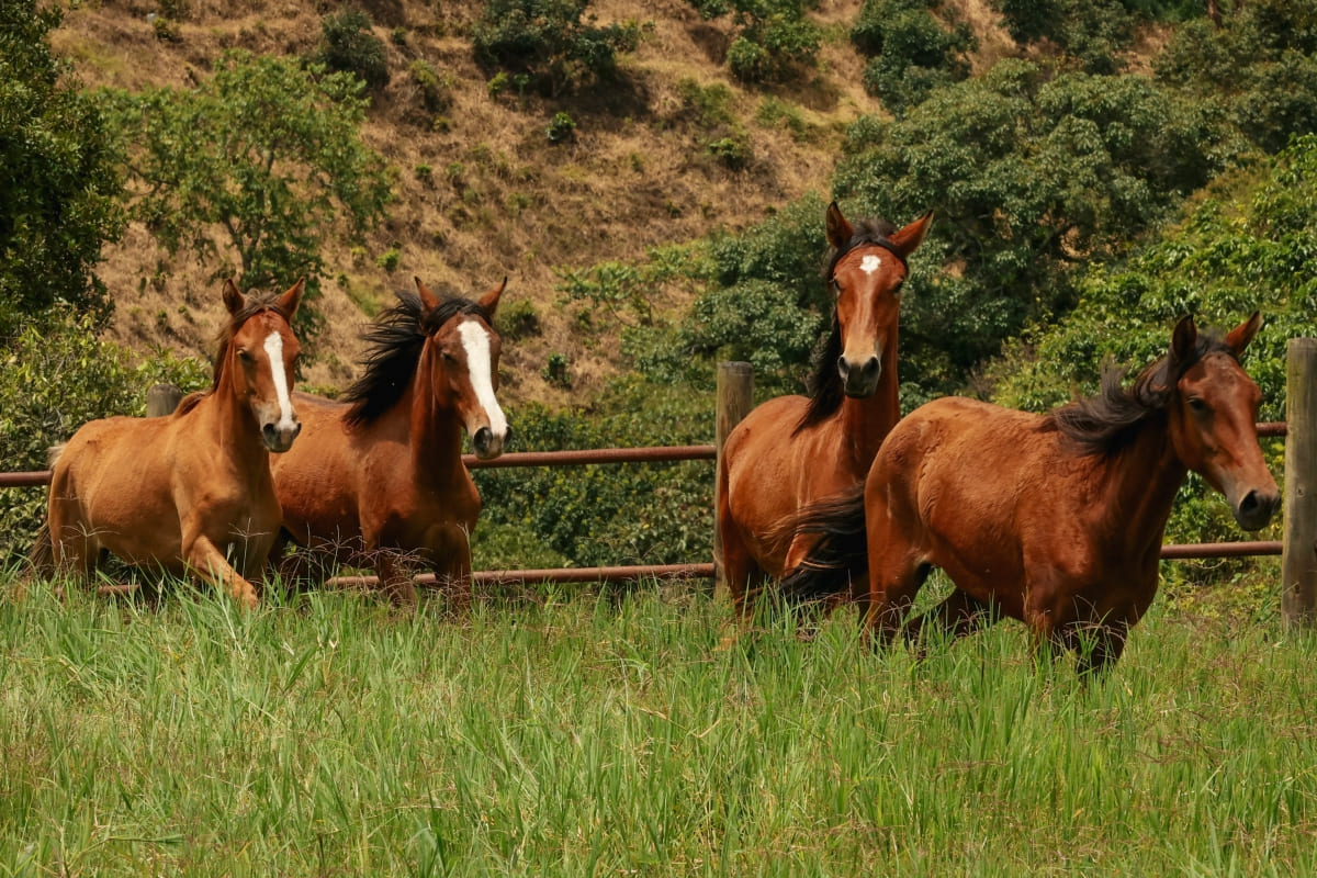 La magia del “Horsemanship” en la Expo Rural 2024